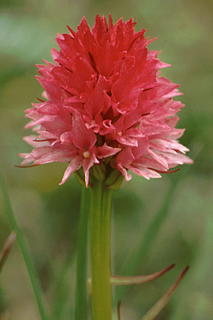 Nigritella bicolor \ Zweifarbiges Kohlröschen / Two-Colored Vanilla Orchid, I  Pordoi-Joch 23.7.1989 