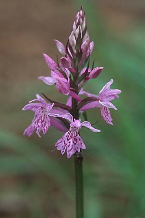 Dactylorhiza saccifera \ Langährige Fingerwurz, Langähriges Knabenkraut, I  Umbrien/Umbria, Gubbio 18.5.2005 