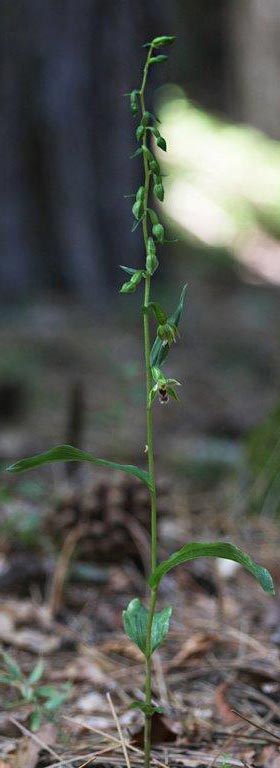 Epipactis sanguinea \ Blutfleck-Ständelwurz / Bloodstain Helleborine (Locus classicus), I  Serra San Bruno, Ferdinandea 8.8.2013 (Photo: Helmut Presser)