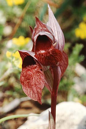 Serapias apulica \ Apulischer Zungenständel, I  Torre Canne 10.4.1999 