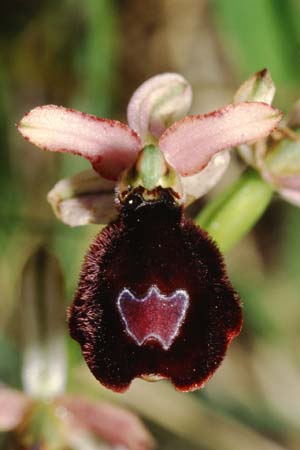 Ophrys saratoi \ Sarato-Ragwurz (?), I  Albenga 25.5.2001 