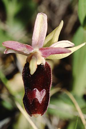 Ophrys saratoi \ Sarato-Ragwurz (?), I  Albenga 25.5.2001 