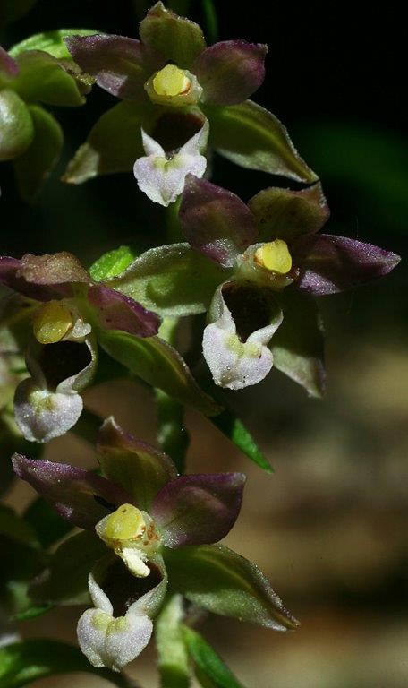 Epipactis schubertiorum \ Schuberts Ständelwurz / Schuberts' Helleborine (Locus classicus), I  Serra San Bruno 6.8.2014 (Photo: Helmut Presser)