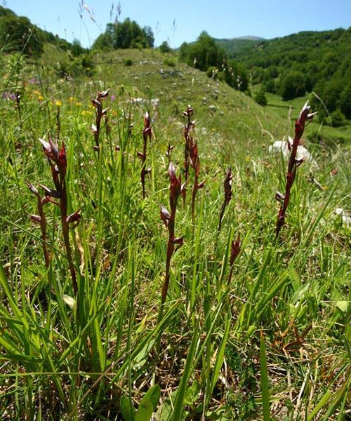 Serapias bergonii subsp. cilentana \ Cilento-Zungenständel / Cilento Serapias, I  Cilento, San Giacomo 4.6.2015 (Photo: Helmut Presser)