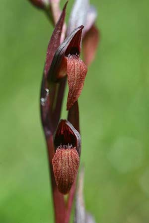 Serapias bergonii subsp. cilentana \ Cilento-Zungenständel, I  Cilento, San Giacomo 4.6.2015 (Photo: Helmut Presser)