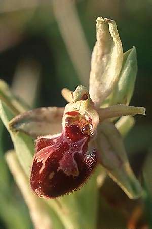 Ophrys exaltata subsp. archipelagi \ Adriatische Ragwurz / Adriatic Ophrys, I  Promontorio del Gargano 25.4.2003 