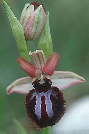 Ophrys sipontensis, I  Promontorio del Gargano 9.4.1998 