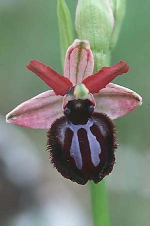 Ophrys sipontensis \ Siponto-Ragwurz / Siponto Bee Orchid, I  Promontorio del Gargano, San Giovanni Rotondo 9.4.1998 
