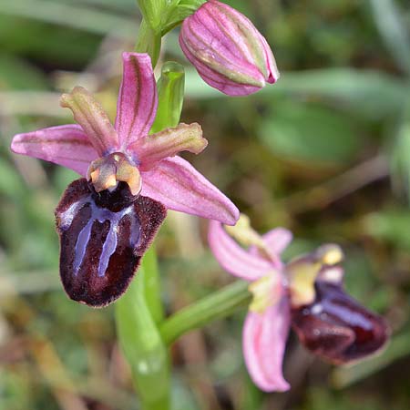 Ophrys sipontensis \ Siponto-Ragwurz, I  Gargano, San Salvatore 15.4.2019 (Photo: Christian Schlomann)