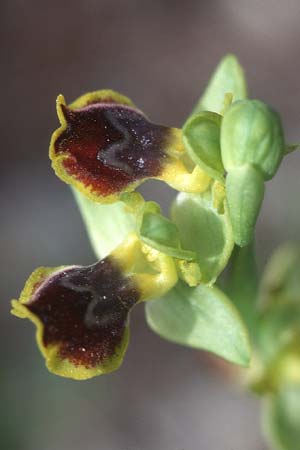 Ophrys sicula / Sicilian Bee Orchid (over-colored: pseudomelena), I  Promontorio del Gargano, Mattinata 9.4.1998 