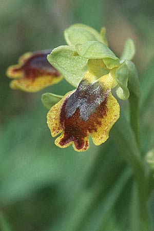 Ophrys sicula \ Kleine Gelbe Ragwurz / Sicilian Bee Orchid (überfärbt: pseudomelena / over-colored: pseudomelena), I  Promontorio del Gargano, Mattinata 9.4.1998 