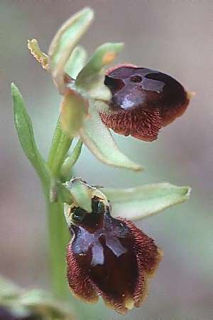 Ophrys tarquinia, I  Toscana, Tirrenia 2.4.2000 