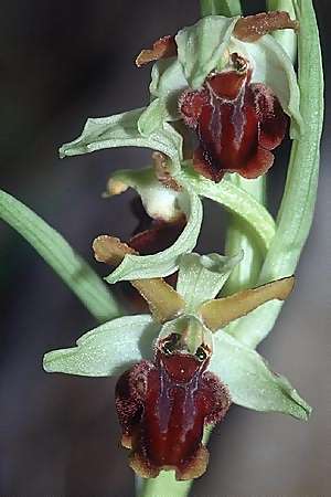 Ophrys cilentana, I  Cilento, Sapri 15.3.2002 