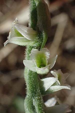 Spiranthes spiralis \ Herbst-Drehwurz / Autumn Lady's-Tresses, I  Liguria, Cinque Terre 28.9.2023 