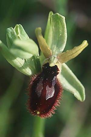 Ophrys tarentina \ Tarenter Ragwurz / Taranto Spider Orchid, I  Tarent/Taranto 8.4.1998 