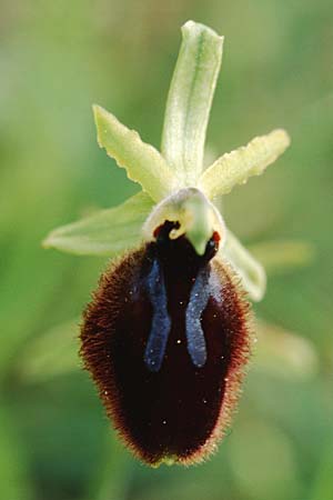 Ophrys tarentina \ Tarenter Ragwurz / Taranto Spider Orchid, I  Tarent/Taranto 8.4.1998 