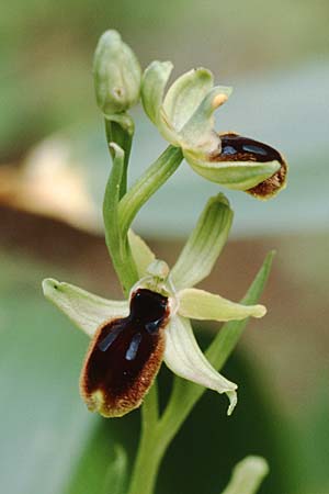 Ophrys tarentina \ Tarenter Ragwurz / Taranto Spider Orchid, I  Tarent/Taranto 8.4.1998 