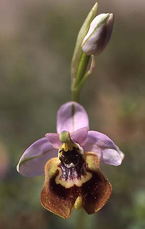 Ophrys tardans \ Spätblühende Ragwurz / Late-Flowering Bee Orchid, I  Lecce 29.4.2000 (Photo: Helmut Presser)