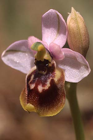 Ophrys tardans \ Spätblühende Ragwurz / Late-Flowering Bee Orchid, I  Lecce 29.4.2000 (Photo: Helmut Presser)