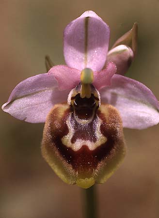Ophrys tardans \ Spätblühende Ragwurz / Late-Flowering Bee Orchid, I  Lecce 29.4.2000 (Photo: Helmut Presser)