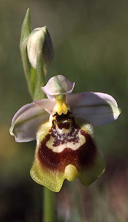 Ophrys tardans \ Spätblühende Ragwurz, I  Lecce 29.4.2000 (Photo: Helmut Presser)