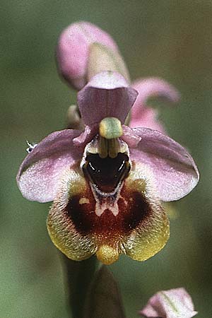 Ophrys neglecta \ Italienische Wespen-Ragwurz / Italian Sawfly Orchid, I  Promontorio del Gargano, Mattinata 30.4.1985 