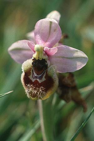 Ophrys neglecta \ Italienische Wespen-Ragwurz / Italian Sawfly Orchid, I  Prov. Potenza, San Martino d'Agri 6.5.1989 