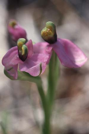 Ophrys neglecta deformation \ Italienische Wespen-Ragwurz / Italian Sawfly Orchid, I  Ostuni 24.4.2003 