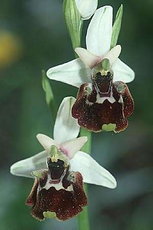 Ophrys appennina \ Appennin-Hummel-Ragwurz / Appennins Late Spider Bee Orchid, I  Abruzzen/Abruzzo Palena 7.6.2002 