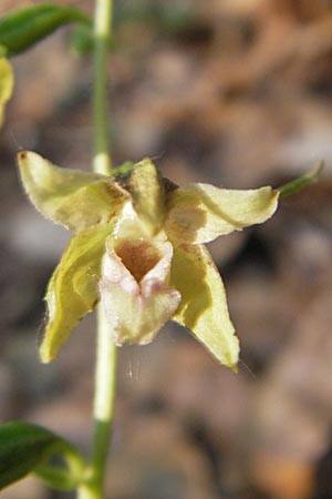 Epipactis neglecta subsp. neglecta \ Übersehene Ständelwurz / Neglected Helleborine ('sudalpina'), I  Sant' Anna d'Alfaedo 17.7.2010 