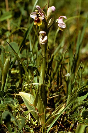Ophrys neglecta \ Italienische Wespen-Ragwurz / Italian Sawfly Orchid, I  Promontorio del Gargano, Mattinata 30.4.1985 