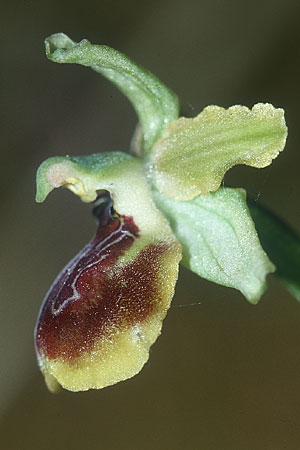 Ophrys ausonia \ Monti-Ausoni-Ragwurz, I  Monti Lepini 2.6.2002 