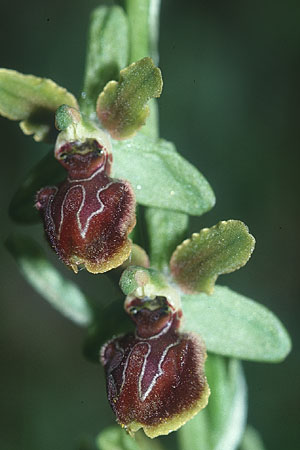 Ophrys ausonia \ Monti-Ausoni-Ragwurz, I  Monti Lepini 2.6.2002 