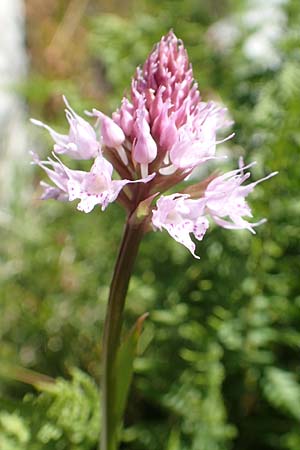 Traunsteinera globosa \ Rote Kugelorchis / Globe Orchid, I  Alpi Bergamasche, Pizzo Arera 7.6.2017 