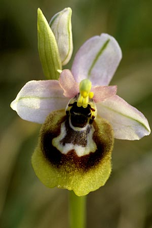Ophrys tardans \ Spätblühende Ragwurz / Late-Flowering Bee Orchid, I  Lecce 24.4.2003 