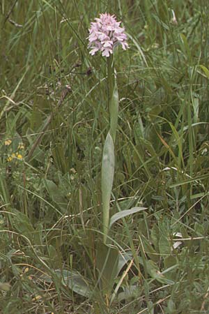 Neotinea tridentata \ Dreizähniges Knabenkraut / Toothed Orchid, I  Gardasee, Gardone /  Lago del Benaco, Gardone 7.5.1986 