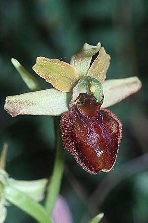 Ophrys classica \ Flotten-Ragwurz / Fleet Bee Orchid (?), I  Fornovo 12.5.2001 