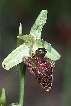 Ophrys classica \ Flotten-Ragwurz (?), I  Fornovo 12.5.2001 