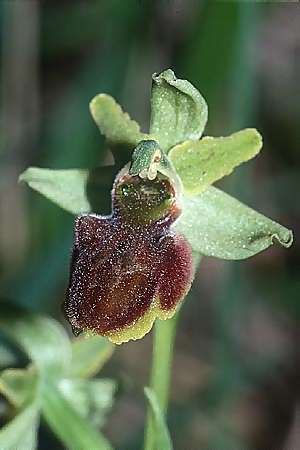 Ophrys classica \ Flotten-Ragwurz / Fleet Bee Orchid (?), I  Fornovo 12.5.2001 