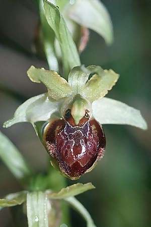 Ophrys tarquinia \ Tarquinia-Ragwurz / Tarquinia Bee Orchid, I  Toscana, Sassetta 21.4.2003 