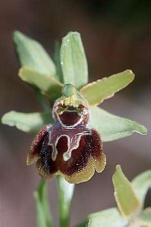 Ophrys tarquinia \ Tarquinia-Ragwurz / Tarquinia Bee Orchid, I  Toscana, Sassetta 27.4.2003 
