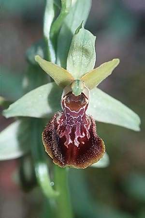 Ophrys tarquinia, I  Toscana, Sassetta 27.4.2003 