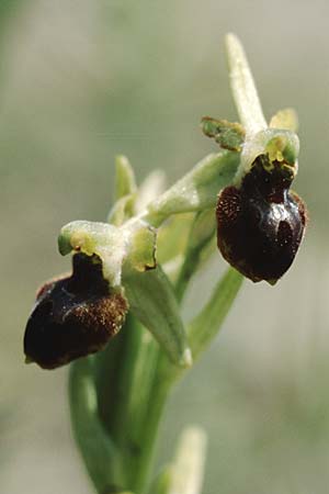 Ophrys classica \ Flotten-Ragwurz / Fleet Bee Orchid (?), I  Toscana 16.5.2005 