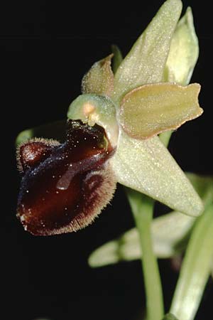 Ophrys classica \ Flotten-Ragwurz / Fleet Bee Orchid (?), I  Toscana 16.5.2005 