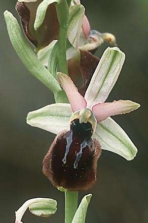 Ophrys exaltata subsp. tyrrhena \ Tyrrhenische Ragwurz, I  La Spezia 2.5.1986 