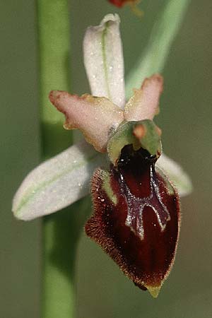 Ophrys exaltata subsp. tyrrhena \ Tyrrhenische Ragwurz, I  Neapel/Naples 16.3.2002 