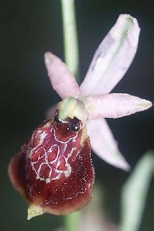 Ophrys exaltata subsp. tyrrhena \ Tyrrhenische Ragwurz, I  Toscana, Sassetta 21.4.2003 