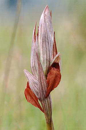 Serapias vomeracea subsp. longipetala \ Langlippen-Zungenständel, I  Cilento, Roccagloriosa 7.5.1989 