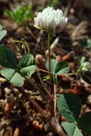 Trifolium nigrescens \ Schwarzwerdender Klee / Small White Clover, Ball Clover, Kefalonia/Cephalonia Argostoli 14.4.2024