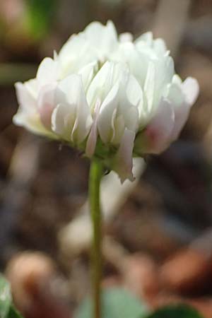 Trifolium nigrescens \ Schwarzwerdender Klee / Small White Clover, Ball Clover, Kefalonia/Cephalonia Argostoli 14.4.2024